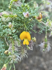 Adesmia confusa