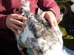 Anas platyrhynchos domesticus