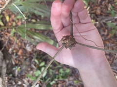 Callirhytis quercuscornigera