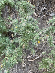 Adesmia confusa