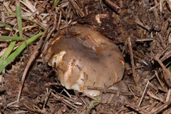 Russula sororia