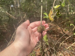 Callirhytis quercuscornigera