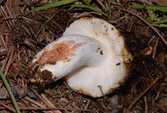 Russula sororia