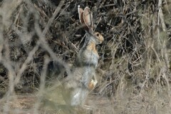 Lepus alleni