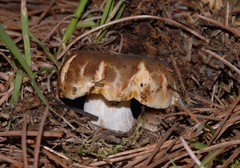 Russula sororia