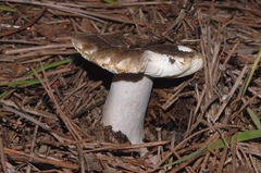 Russula sororia