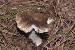 Russula sororia