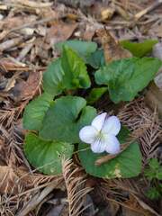Viola missouriensis