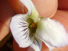 Viola missouriensis