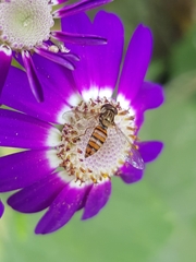 Episyrphus