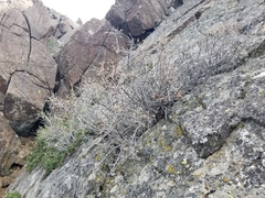 Holodiscus discolor microphyllus