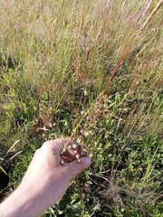 Verbascum phoeniceum