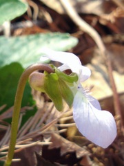 Viola missouriensis