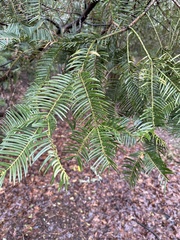 Cephalotaxus