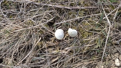 Xeropicta derbentina