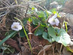 Viola missouriensis