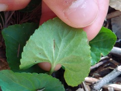 Viola missouriensis