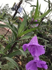 Ruellia simplex