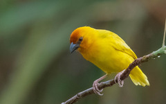 Ruvu Weaver photo 4