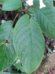Monopyle