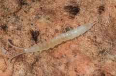 Scutigerella