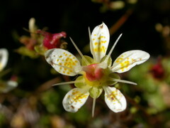 Saxifraga bryoides