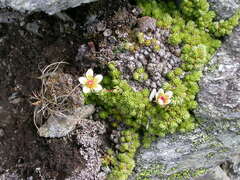 Saxifraga bryoides