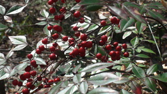 Nandina domestica