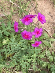 Phlox