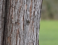 Certhia brachydactyla