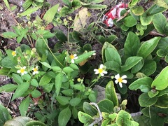 Bidens alba