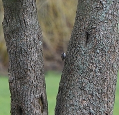 Certhia brachydactyla