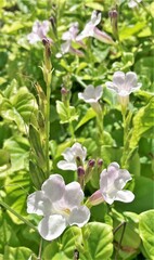 Asystasia gangetica
