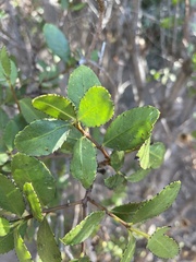 Colliguaja odorifera