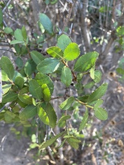 Colliguaja odorifera