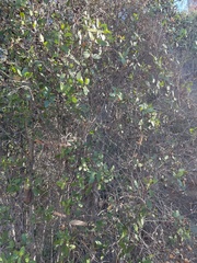 Colliguaja odorifera