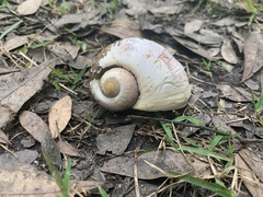 Pomacea paludosa