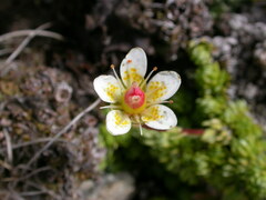 Saxifraga bryoides