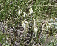 Onosma tanaitica