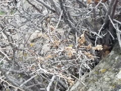 Holodiscus discolor microphyllus