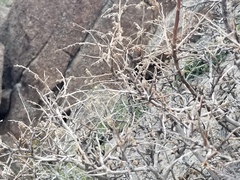 Holodiscus discolor microphyllus