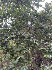 Cryptocarya alba