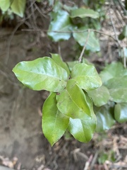 Cryptocarya alba