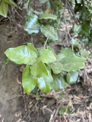 Cryptocarya alba