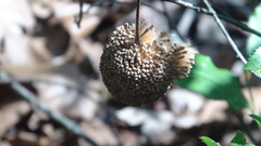 Platanus occidentalis