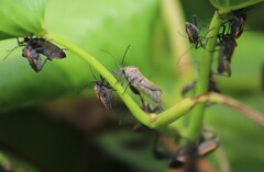 Physomerus grossipes