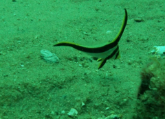 Eques lanceolatus