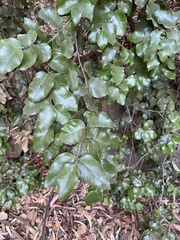 Cryptocarya alba