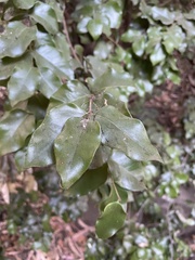 Cryptocarya alba