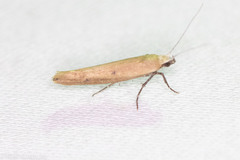 Ypsolopha ochrella